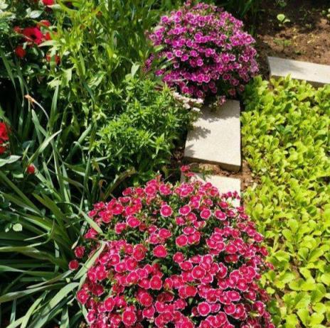 7種「花機器」，種子不值錢，幾塊錢一萬粒，花園一撒變花海