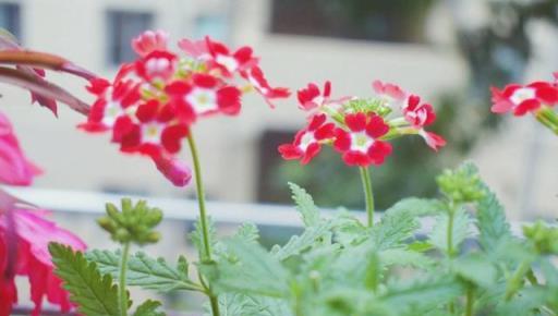 陽臺養盆「美女櫻」，開花超好看，花色美，表現優秀天天「開花」