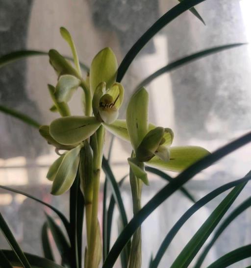 もと丸　山野草　春蘭　中国春蘭　小打梅　花芽付 もと丸 山野草 春蘭 中国春蘭 宋梅 花芽付 ⑤