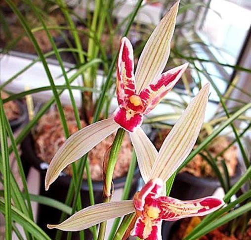 它是蘭花界的「瑰寶」，花似彩蝶，寓意吉祥，養一盆真值