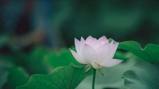 12個月,12朵花,12個詩人化成12花神,誰是你的本命花神