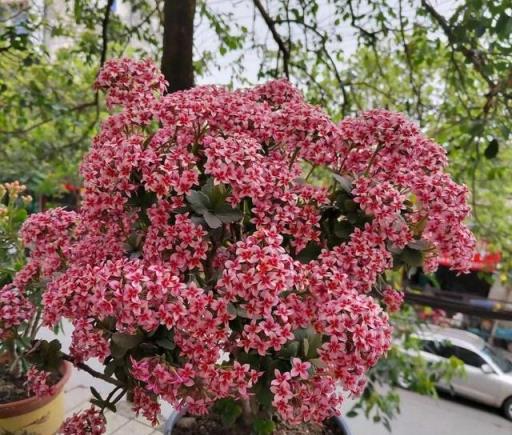 長壽花這樣養，一棵變10棵，長成大冠幅，開花上千朵