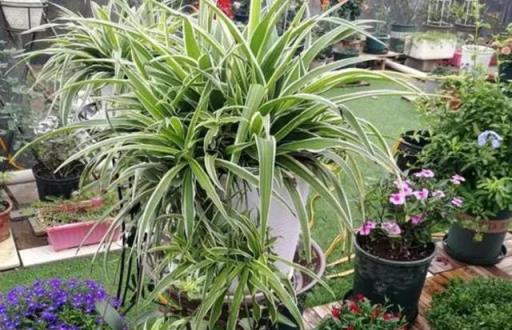 6種花「愛吃土」，定期去換盆換土，才能越長越旺