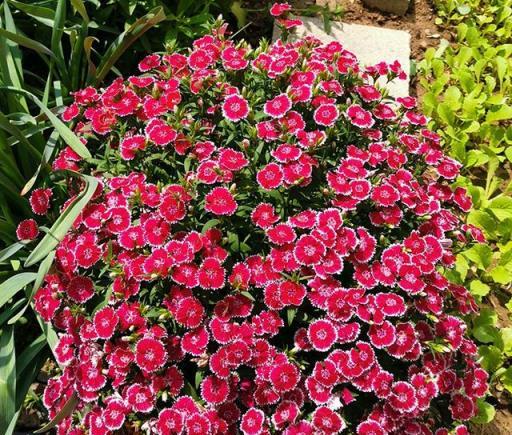 7種「花機器」，種子不值錢，幾塊錢一萬粒，花園一撒變花海