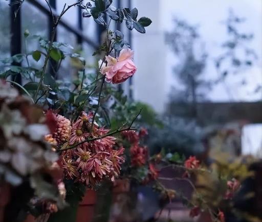 荒蕪到繁花，她用3年光陰，打造廢棄露臺的美麗花園