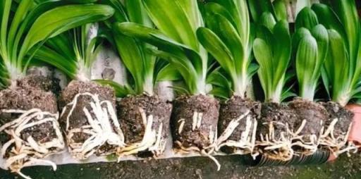 6種花「愛吃土」，定期去換盆換土，才能越長越旺
