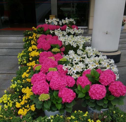 喜歡繡球花，就養「玫紅媽媽」，不輸無盡夏，皮實好養，花期超長