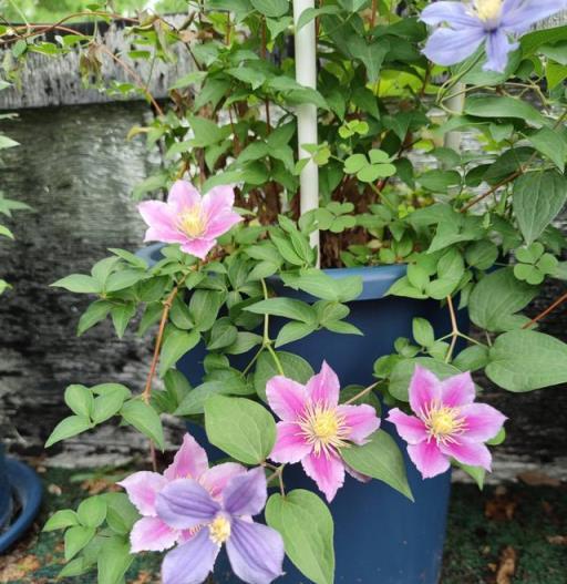 養鐵線蓮有2個「重點」，花色嬌豔，藤蔓多花苞多，顏值高很美貌