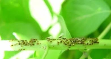 養花7種「病害」，對植物危害大，園藝師教你，如何科學處理