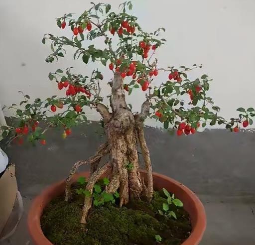 陽臺種「3盆水果」，枝葉繁茂，好養漂亮果子多，想吃就摘