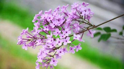 5種「香水花」，開花飄香四溢，連高檔香水，都用它們做提取物