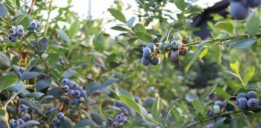 陽臺如何養盆栽藍莓？記住這些，枝葉繁茂根系發達順利掛果