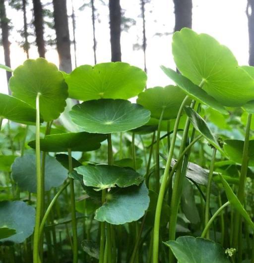 夏天養銅錢草，簡單「3步」，葉子更大更多油綠髮亮，帶來財運