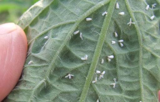 養花7種「病害」，對植物危害大，園藝師教你，如何科學處理