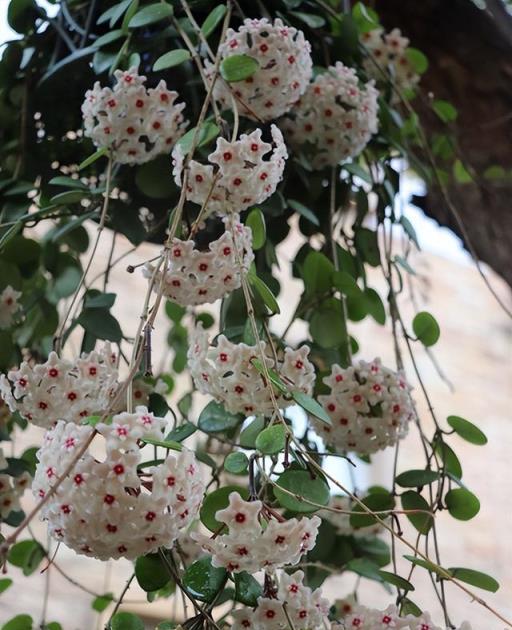 11種「香水花」，盛夏能開花，還能聞花香，1棵就能滿屋飄香