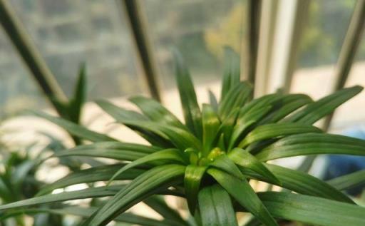 養好百合花，做好這「3點」，一株花苞三十個，開花驚豔又芳香