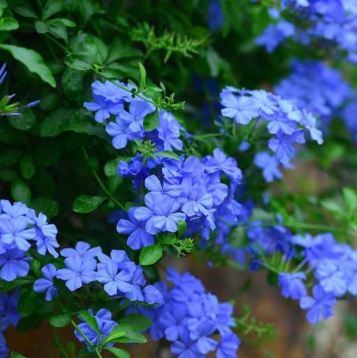 6種「嬌氣花」，夏天怕淋雨，沾水就腐爛，快搬屋裡去