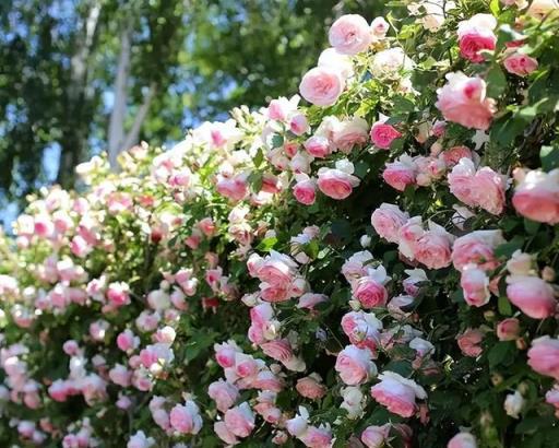 有個院子定要養棵藤本月季，輕鬆打造出一片花牆，開花又美又香