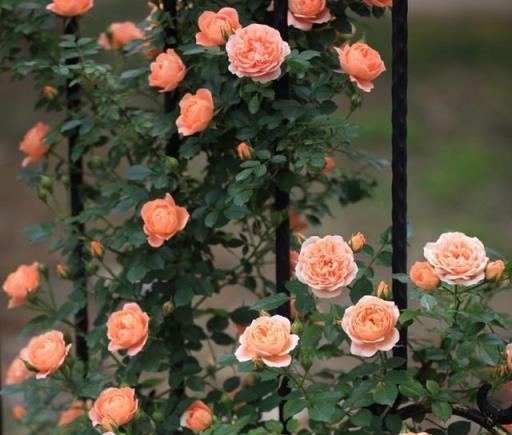 養花7種「病」，危害特別大，幾種「小藥」噴一噴，小蟲消滅淨