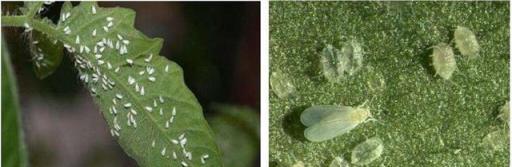 養花7種「病害」，對植物危害大，園藝師教你，如何科學處理