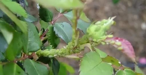 養花7種「病」，危害特別大，幾種「小藥」噴一噴，小蟲消滅淨