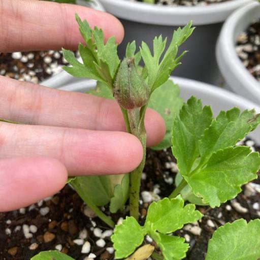 有一種花兒，開花超美，葉子像芹菜，開花如牡丹，種植也簡單