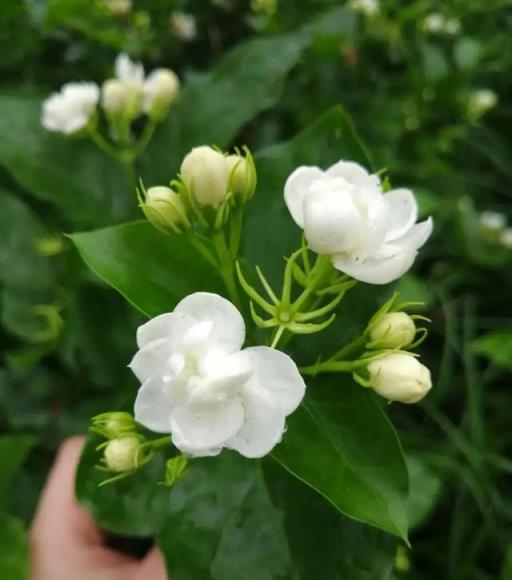 養茉莉花，用「一招」，春夏不停開花，花苞多10倍，芳香好看