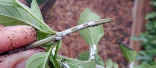 養花7種「病害」，對植物危害大，園藝師教你，如何科學處理