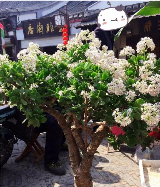 6種「醜八怪」花，客廳一放，霸氣鎮宅，養百年「金不換」