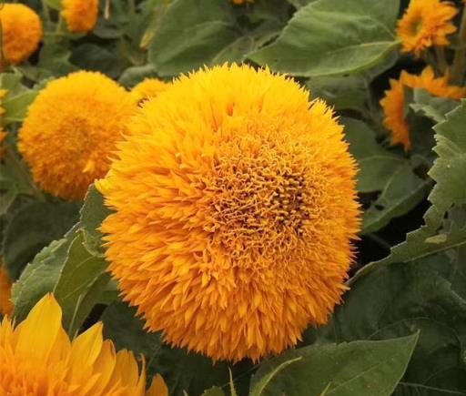 9種花「晒不死」，太陽越大越開花，潑辣又好養，開花還賊漂亮