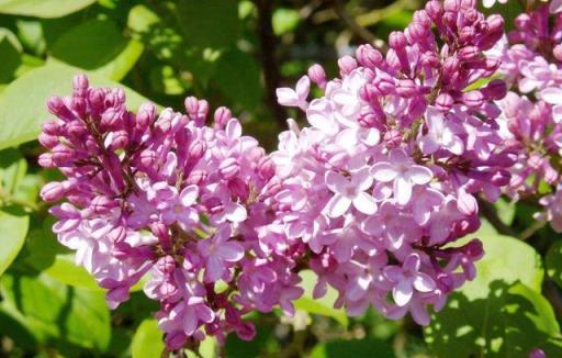 5種「香水花」，開花飄香四溢，連高檔香水，都用它們做提取物