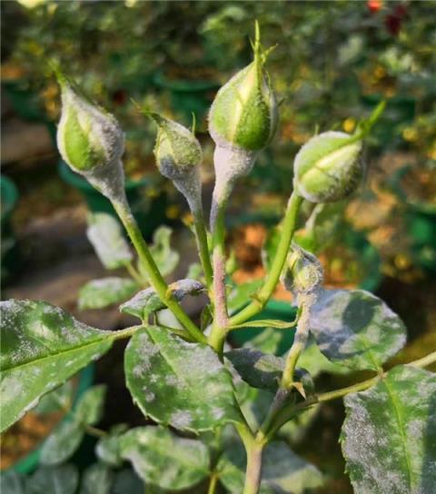 養花7種「病」，危害特別大，幾種「小藥」噴一噴，小蟲消滅淨