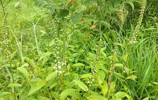 農村的常見「紅根草」，原來價值這麼好，在過去幫助過很多人