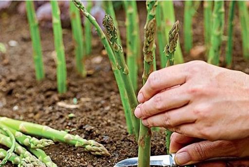 6種「大葉菜」，花盆就能種，撒點種子，陽臺長成「小菜園」