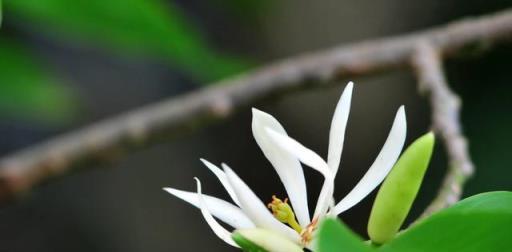 6種「香水花」，家裡放一盆，清香四溢，滿屋飄著香氣