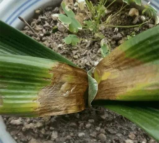 6種「嬌氣花」，夏天怕淋雨，沾水就腐爛，快搬屋裡去