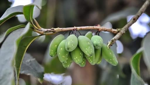 你見過桂花樹結果嗎？為何現在結果的桂花樹越來越多了？