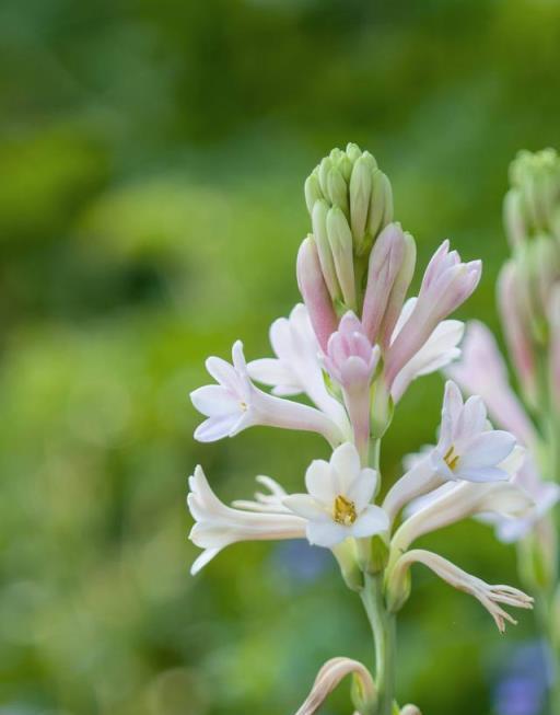 6種「香水花」，客廳一放，花香四溢，就像噴了高檔香水