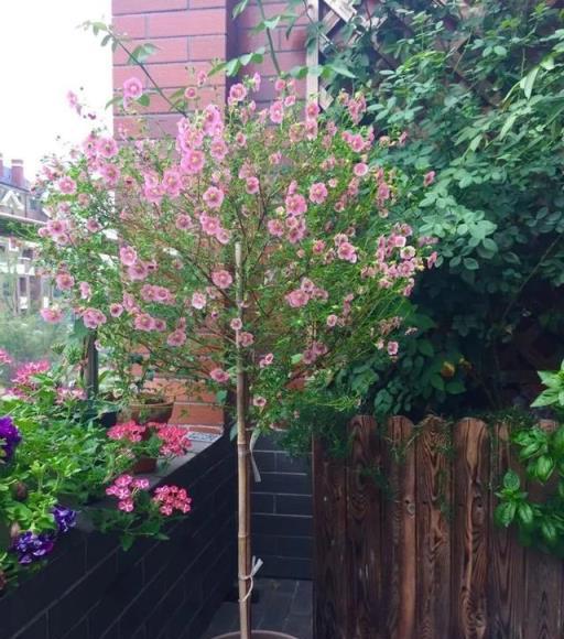 6種「嬌氣花」，夏天怕淋雨，沾水就腐爛，快搬屋裡去