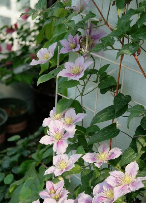 養鐵線蓮有2個「重點」，花色嬌豔，藤蔓多花苞多，顏值高很美貌