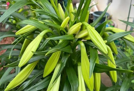 養好百合花，做好這「3點」，一株花苞三十個，開花驚豔又芳香