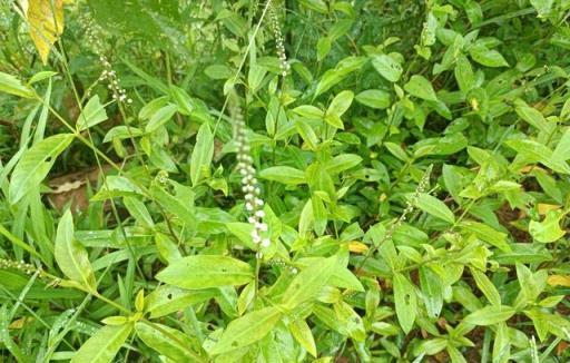 農村的常見「紅根草」，原來價值這麼好，在過去幫助過很多人