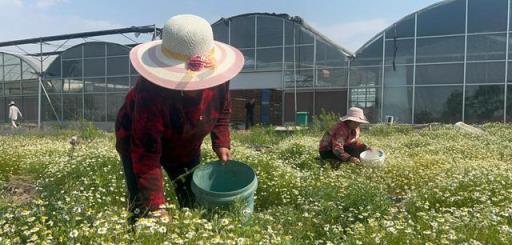 這些植物「香噴噴」！小小神奇香草，壯大芳香產業