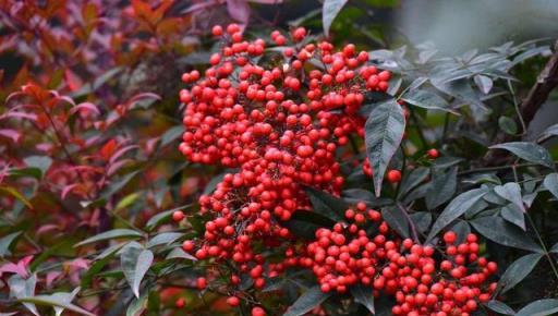 6種名字有「竹」的植物，形態飄逸，養護有技巧，養好很容易