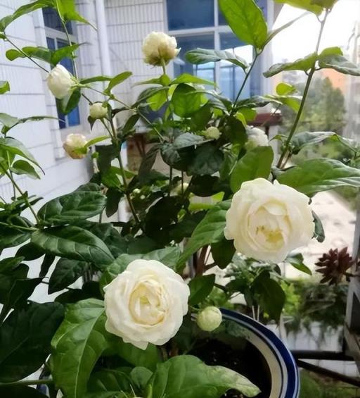 5月養茉莉花，教你一個小技巧，夏天花開不斷，香味濃郁惹人愛