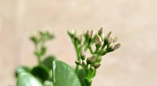 室內養「10種」花草，好養易活，茂盛常綠，提神醒腦淨化空氣