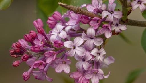 5種「香水花」，開花飄香四溢，連高檔香水，都用它們做提取物