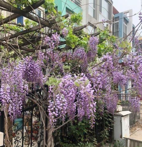 適合北方養的植物，零下20度凍不死，開春照樣開花，超好養