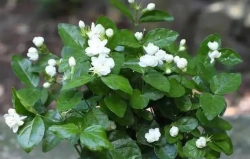 5月養茉莉花，教你一個小技巧，夏天花開不斷，香味濃郁惹人愛