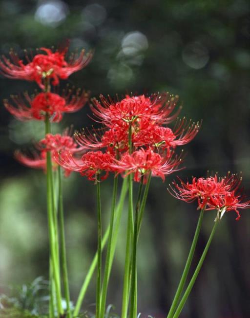 常見的7種花，葉子「毒性大」，只看花，少碰它